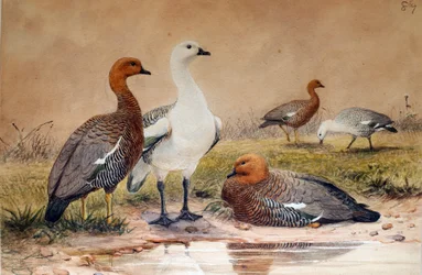 Hochlandgans (Bernicla magellanica), 1852-54